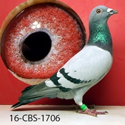 cbs racing pigeons for sale